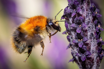 bee on lavender