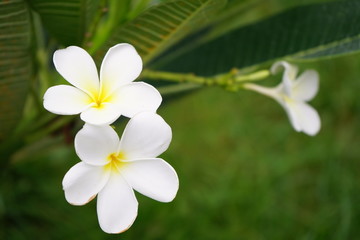 Naklejka na ściany i meble white frangipani flower