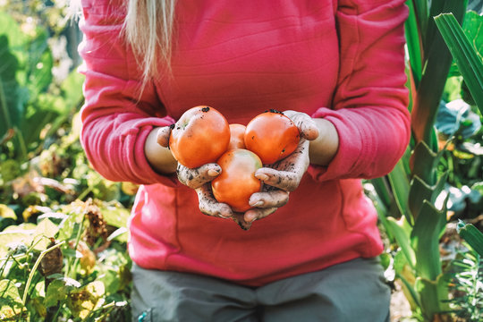 Woman picking up organic tomatoes for local market in eco village - Focus on vegetables - Nature, farming, homegrown, vegetarian, vegan and harvest concept