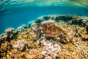 Naklejka na ściany i meble Wild Sea turtle swimming freely in open ocean among colorful coral reef