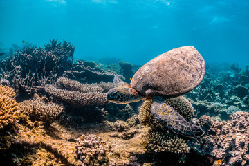 Wild Sea turtle swimming freely in open ocean among colorful coral reef