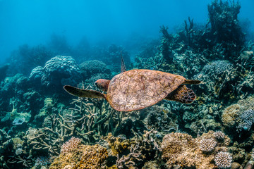 Wild Sea turtle swimming freely in open ocean among colorful coral reef