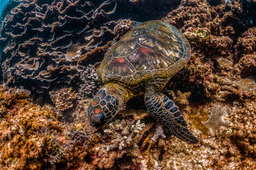 Wild Sea turtle swimming freely in open ocean among colorful coral reef