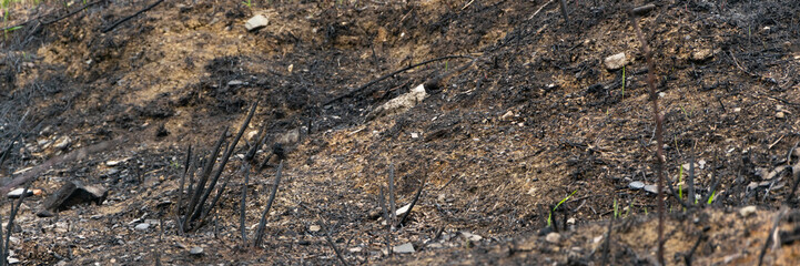 Burned soil, damage earth by fire, natural disaster concept