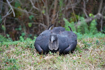 Everglades National Park, Florida