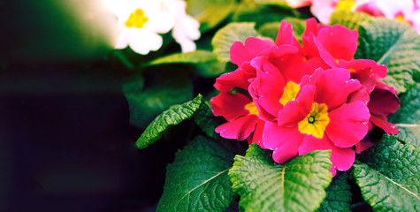 Primules of red, pink, white colors. Flowers in the pot in a cafe or restaurant for decoration in the summer.