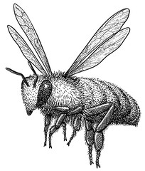 Flying bee illustration, drawing, engraving, ink, line art, vector