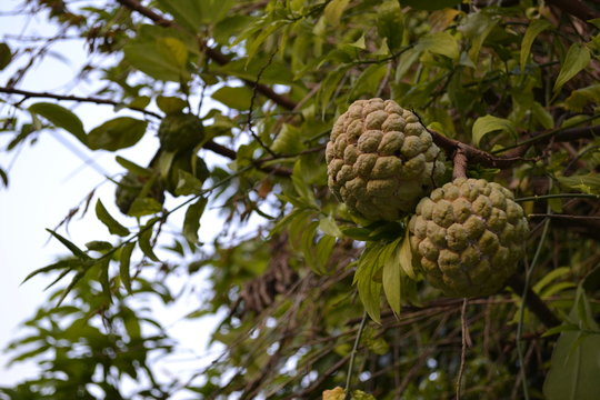 Noina - Custard apple