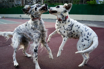 Dogs playing in the park