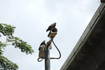 Two bird are perching on CCTV. White sky.