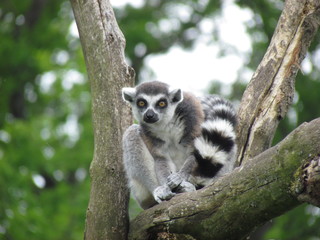 memur
