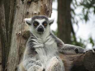 lemur