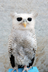Obraz premium Full Body Picture of White Hingkik, Barred-Eagle Owl from Indonesia