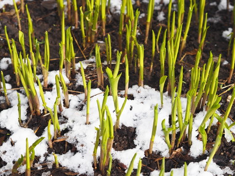 Green leaves of lilies of the valley peek out from under the snow. Spring has fallen snow on green leaves.Nature phenomenon.