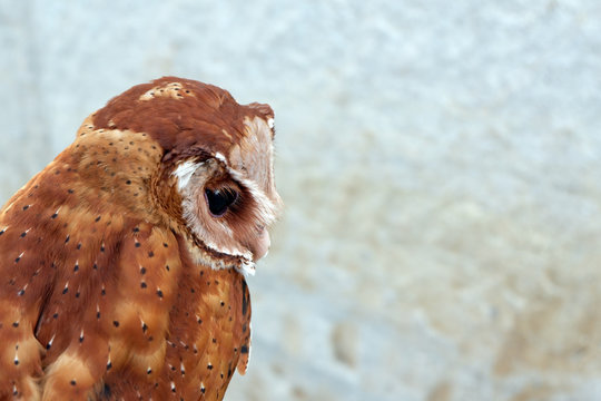 Serak Bukit, Phodilus Badius Owl or Oriental Bay Owl, Close up Picture from Behind