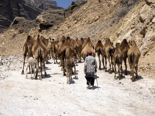 Arabian camel caravan, Camelus dromedarius, leaving pasture from the sea to the mountains of...