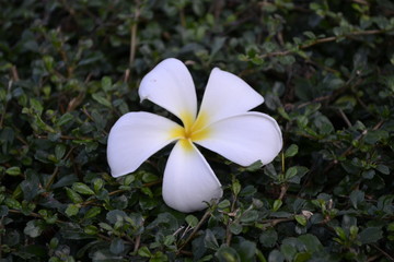 flowers in everyday life