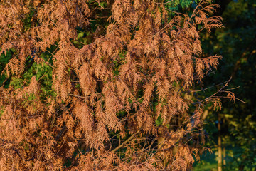 Dried branches of arborvitae as background