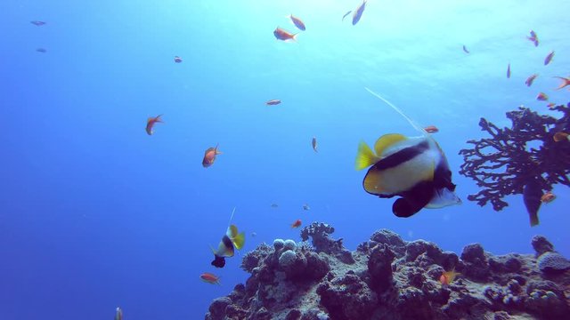 Coral reef. Tropical fish. 4k