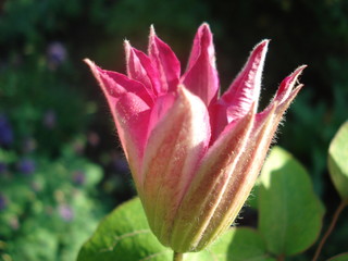 Opening flower bud
