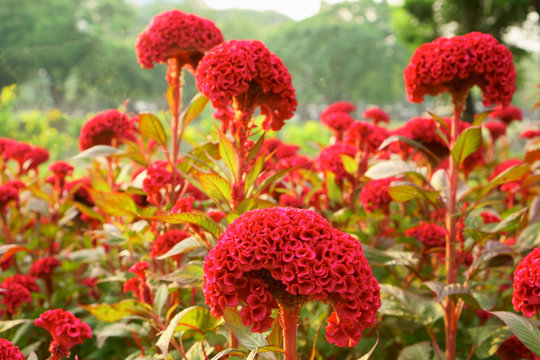 Field of red Cockscomp or Crested celosia flower plant blooming in the park