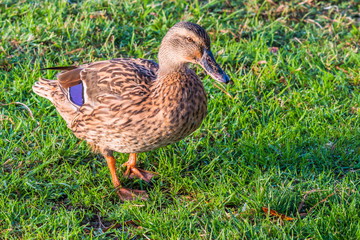 Mallard Duck looking for breakfast