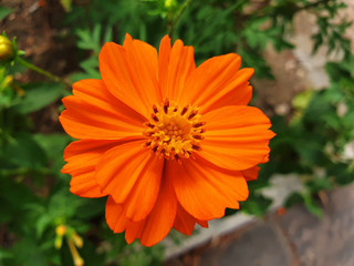 Orange Cosmos sulphureus flower on a street flower bed.
