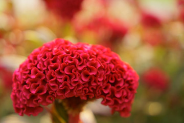 Curve shape pattern on petals of red Cockscomp or Crested celosia flower plant blooming on blur background close up photo