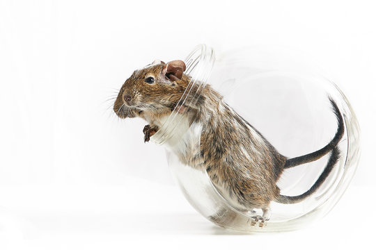 Octodon degus (degu del Cile) in barattolo