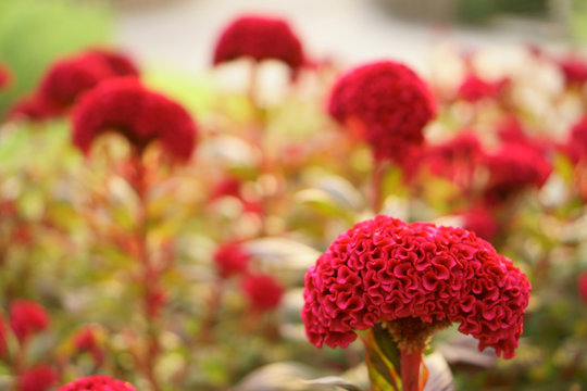 Red petals of Cockscomp or Crested celosia flower plant blooming on blur background close up photo