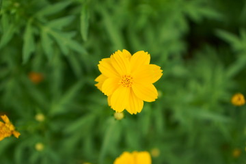 Beautiful yellow Cosmos flower plant blooming on blurry green leaves