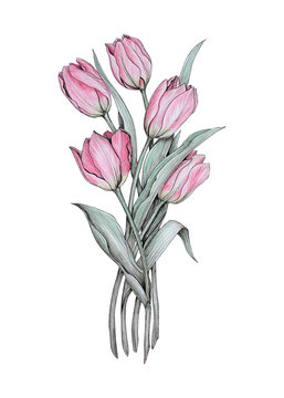 Bouquet of tulips illustration for cards, design, tattoo.