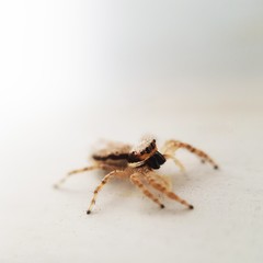 Close up common jumping house spider close up.