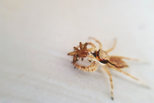 Close up jumping house spider bringing it's offspring.