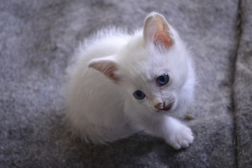 white cat with blue eyes
