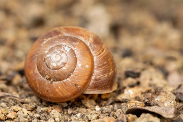 Empty conch snail. Detailed view of the empty abandoned shell in spring garden.