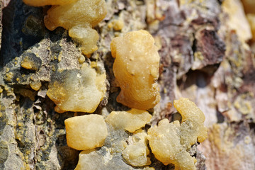 Yellow resin of pine tree