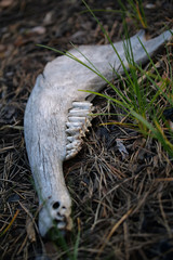 Jaw of cattle in wood