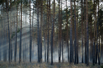 Fototapeta premium Smouldering of wood in forest