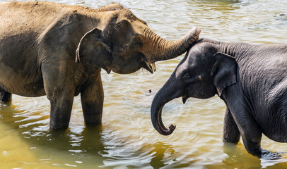 Elephant wild animals Pinnawela Sri Lanka