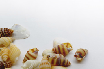 Empty snail & clam shells background with white base with empty space for text