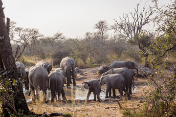 Fototapeta premium African bush elephant herd with baby in waterhole in Kruger National park, South Africa ; Specie Loxodonta africana family of Elephantidae