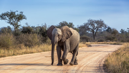 Naklejka na ściany i meble Young African bush elephant walking front view in safari road in Kruger National park, South Africa ; Specie Loxodonta africana family of Elephantidae