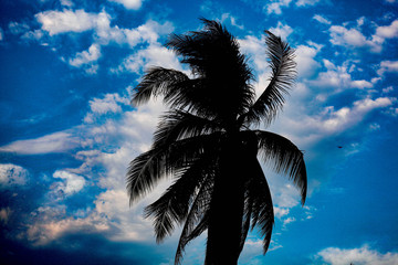 Fototapeta na wymiar coconut tree in the sky