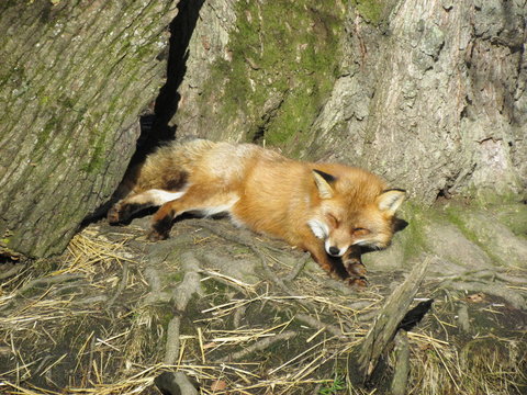 renard roux