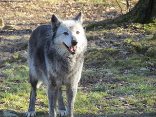 loup