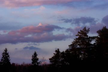 forest against the evening sky