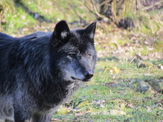 loup © schoefolt