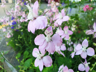 White and pink Delphinium or Delphinium ajacis flowers on a twig.