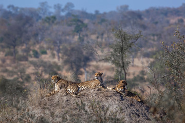 Obraz na płótnie Canvas Family of four Cheetahs resting in termite mound in Kruger National park, South Africa ; Specie Acinonyx jubatus family of Felidae
